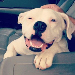 Meet your Posher, George